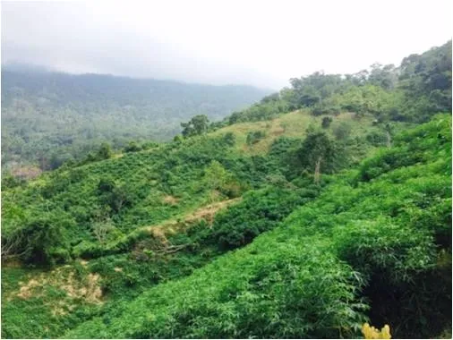 Mantuano location