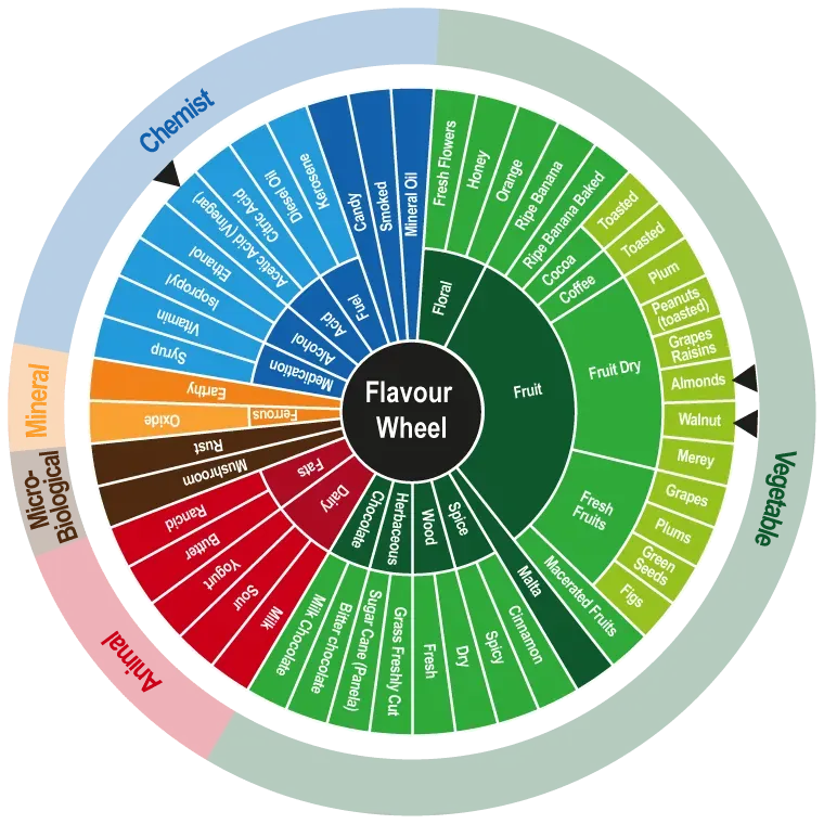 Cocoa flavor wheel